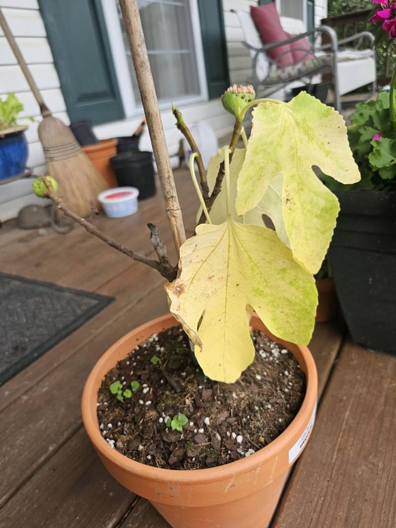 Move the fig as it enters dormancy