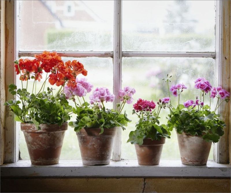 Move the plant inside before frost
