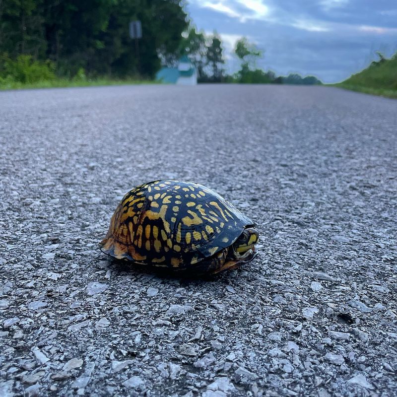 Moving Turtles Out of the Way