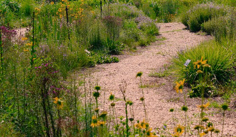 Mow with your plants and goals in mind Mow with your plants and goals in mind