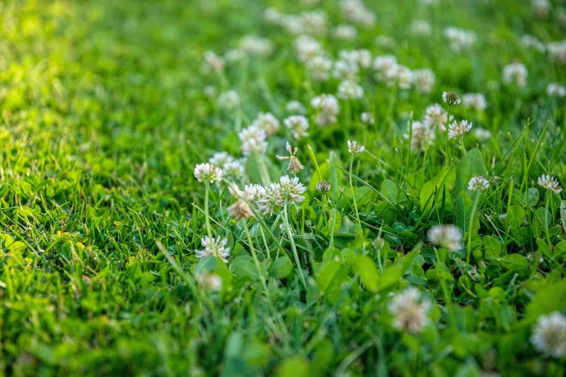 Mowing may limit seeds but will not remove established clover