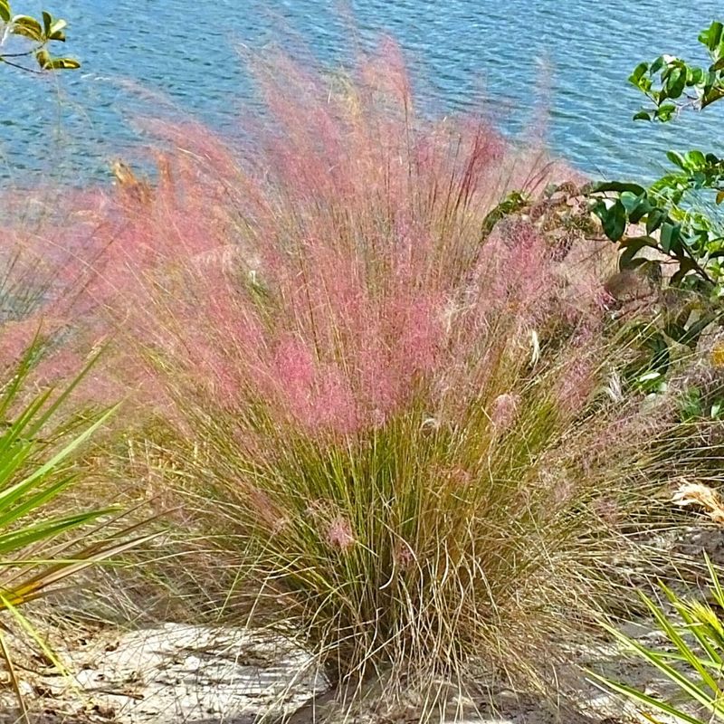 Muhly Grass