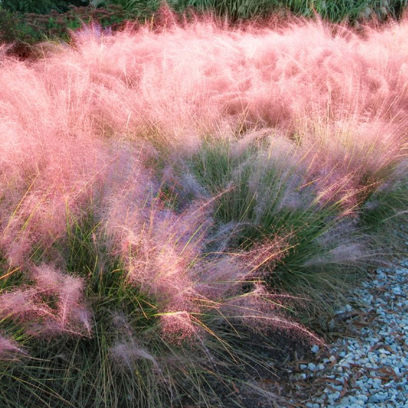 Muhly Grass