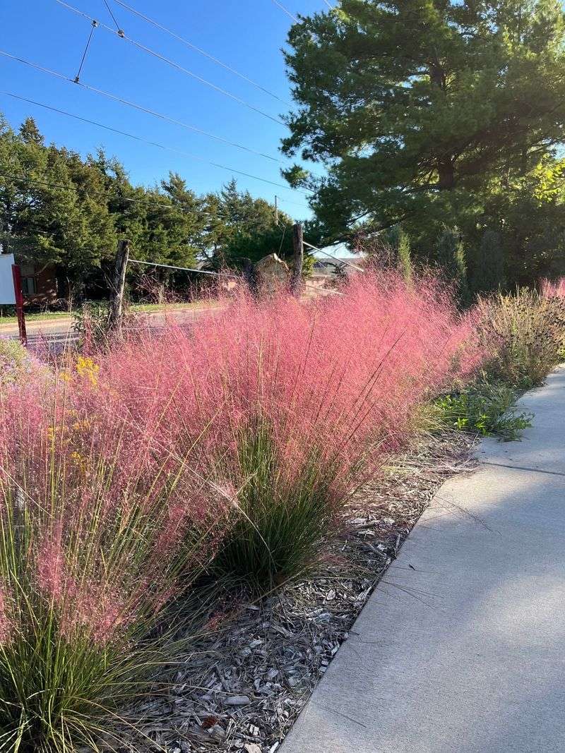 Muhly Grass