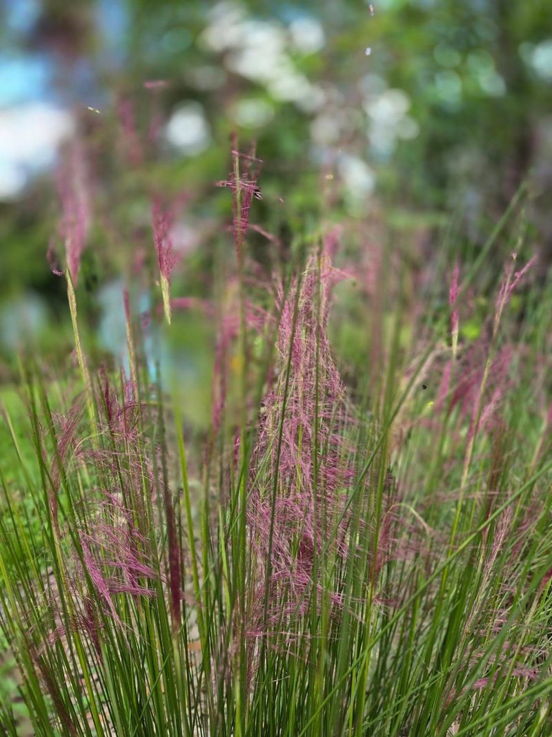 Muhly Grass Muhly Grass