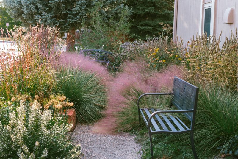 Muhly Grass