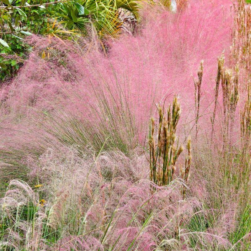Muhly Grass
