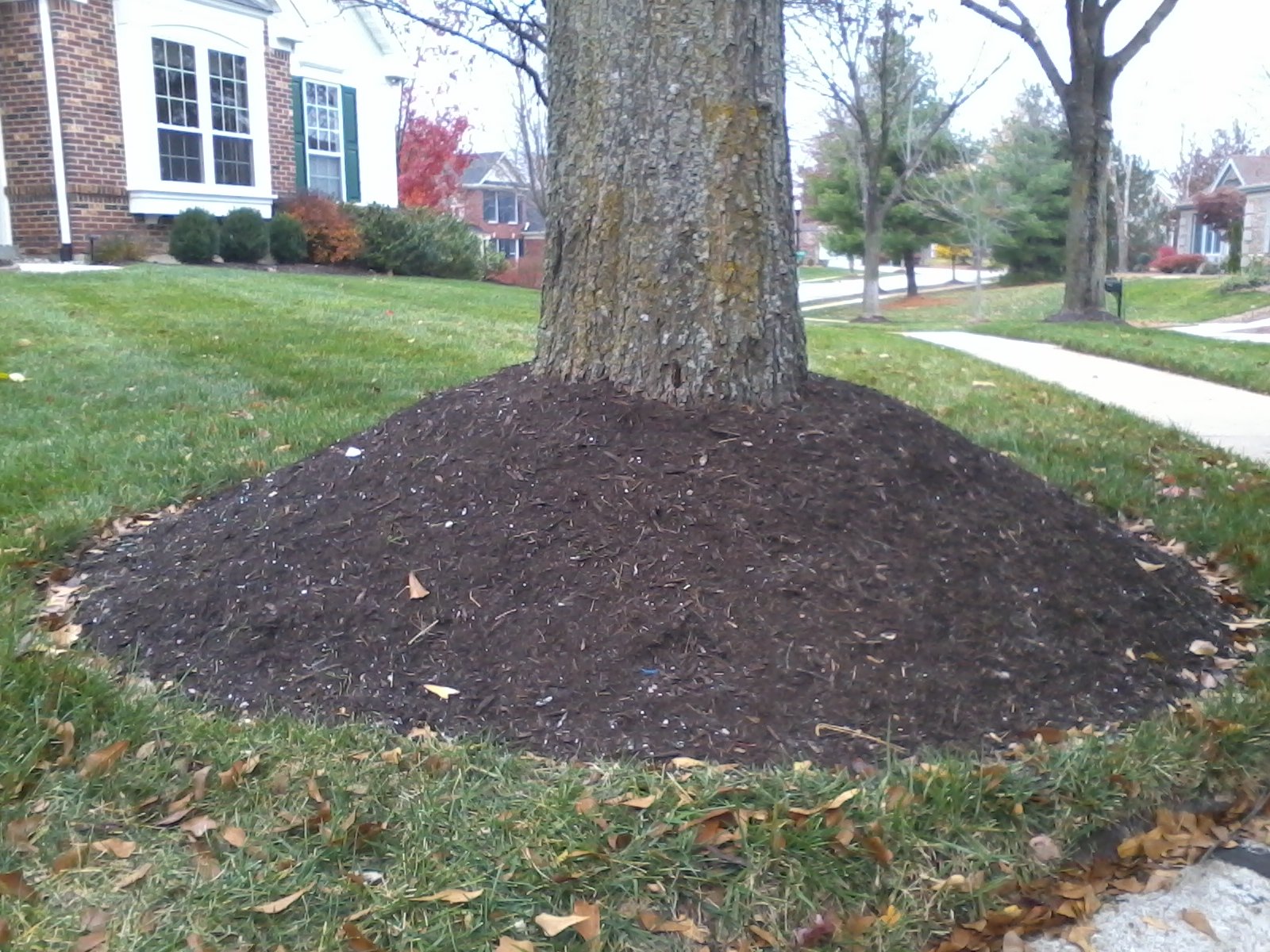 Mulch can shelter voles, but damage is not inevitable