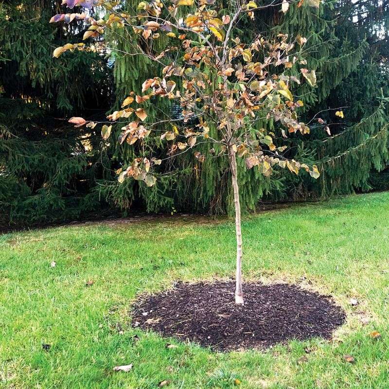 Mulch conserves moisture when it stays clear of the trunk