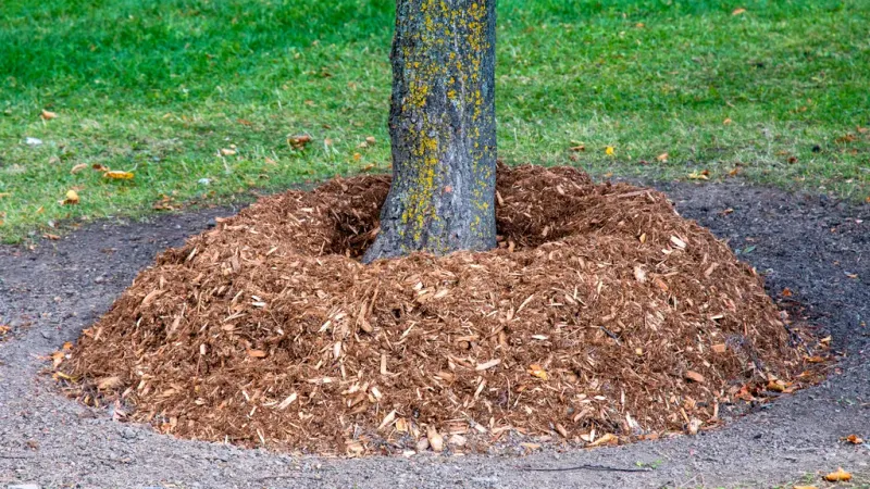 Mulch helps, but saturated soil does not