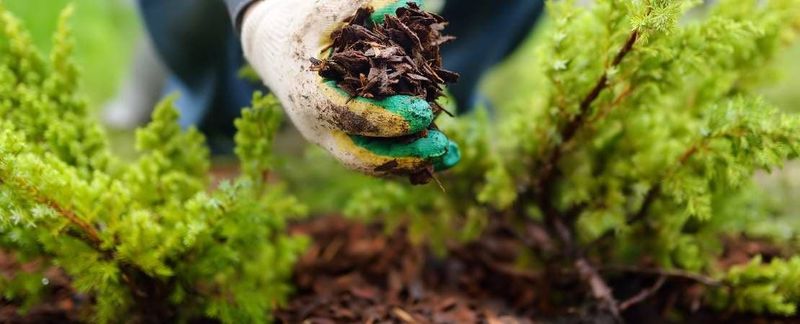 Mulch helps keep roots cool