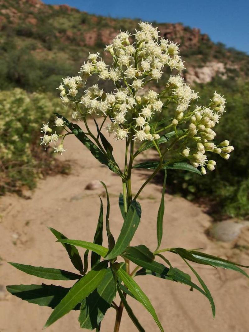 Mule Fat (Baccharis salicifolia) Mule Fat (Baccharis salicifolia)