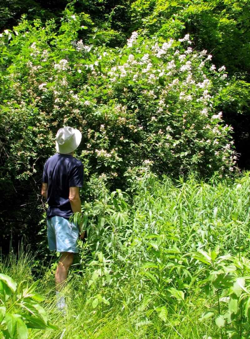 Multiflora rose is a potential host, not proof of spread Multiflora rose is a potential host, not proof of spread