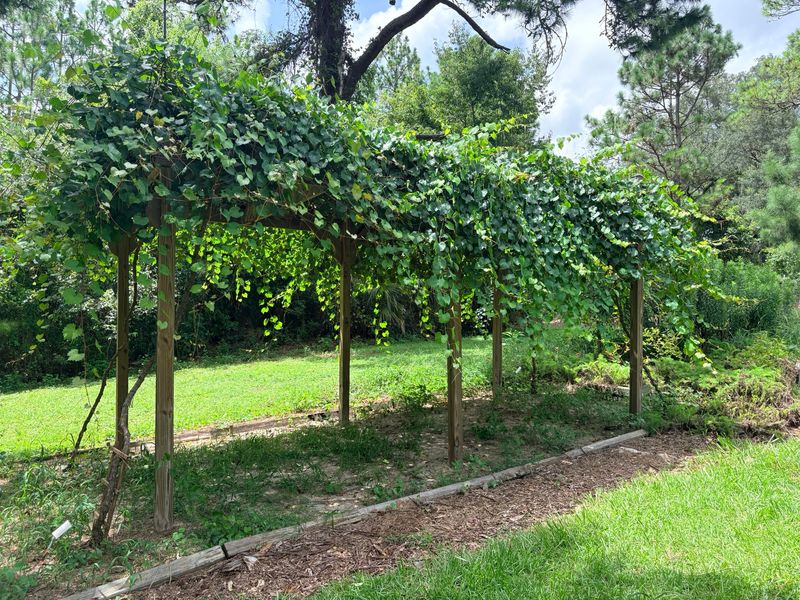 Muscadine