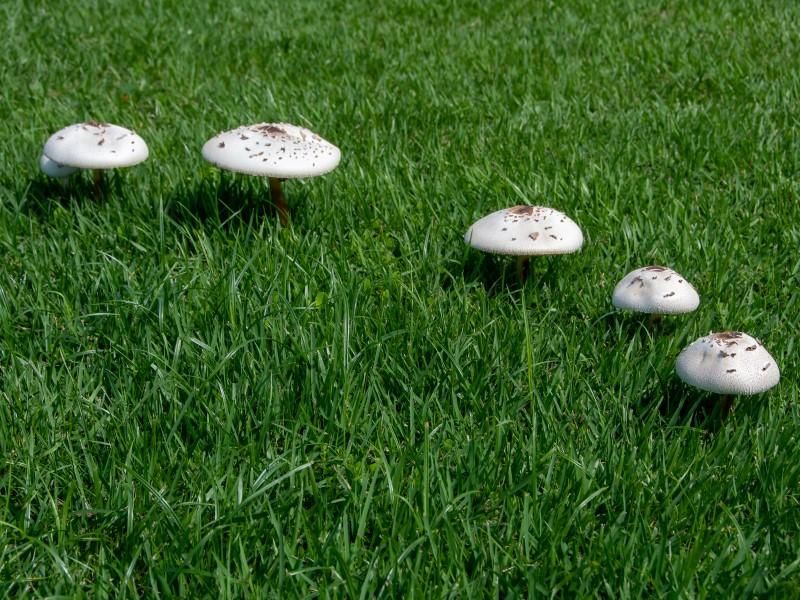 Mushrooms are a clue, not a soil test