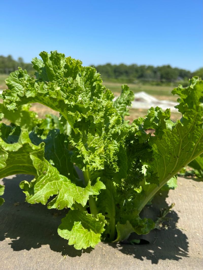 Mustard Greens