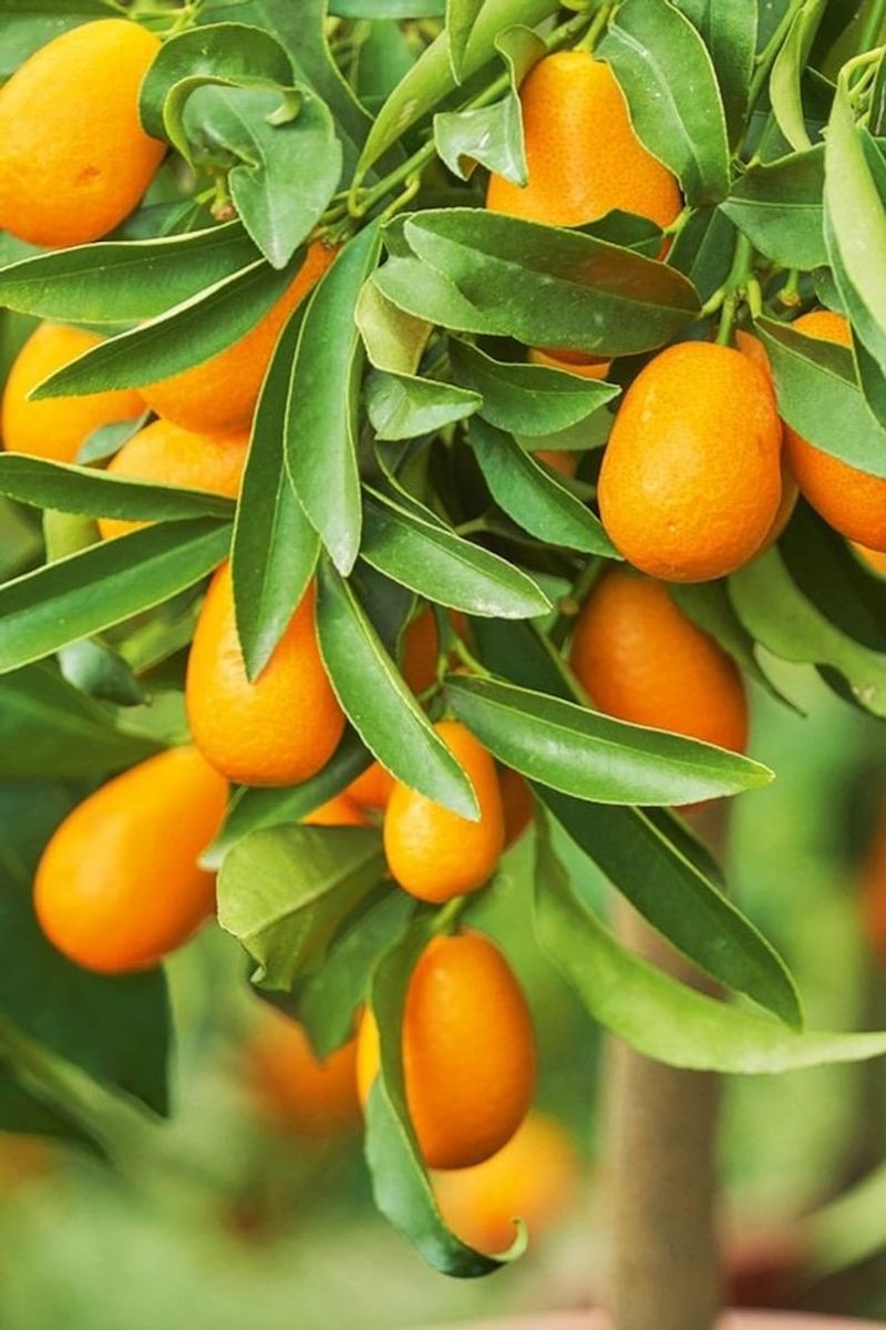 Nagami Kumquat