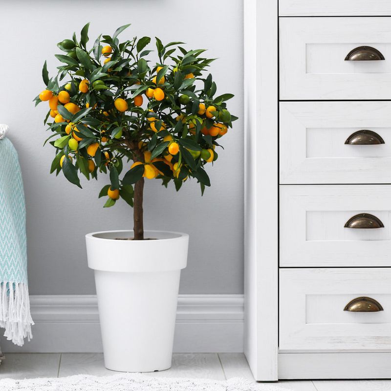 Nagami Kumquat
