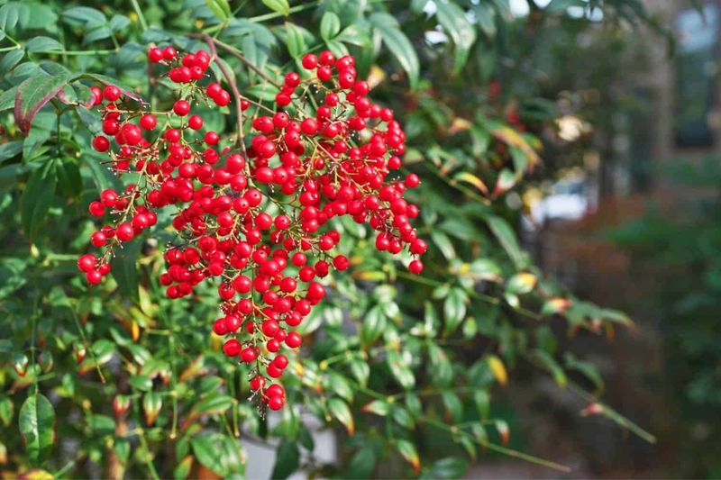 Nandina (Heavenly Bamboo) Nandina (Heavenly Bamboo)