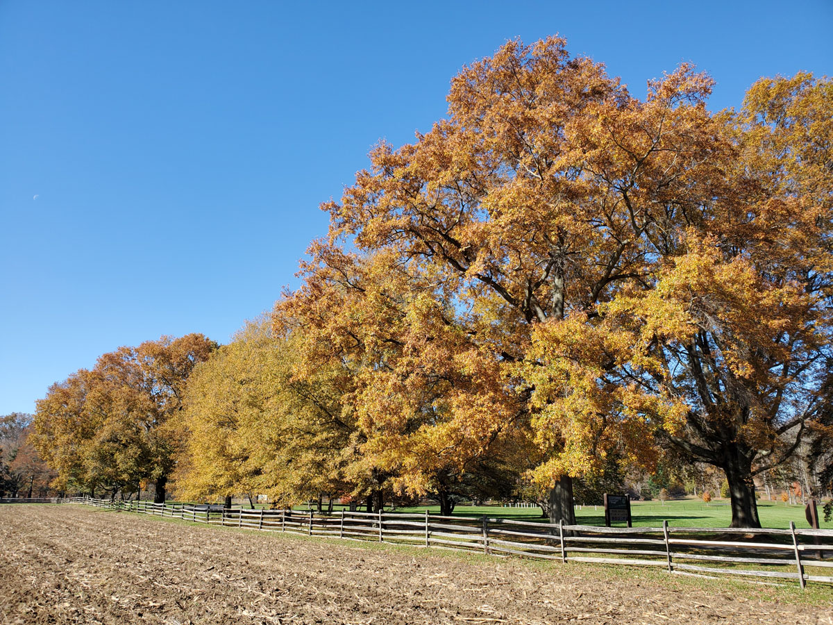 Narrow leaves still mean fall cleanup