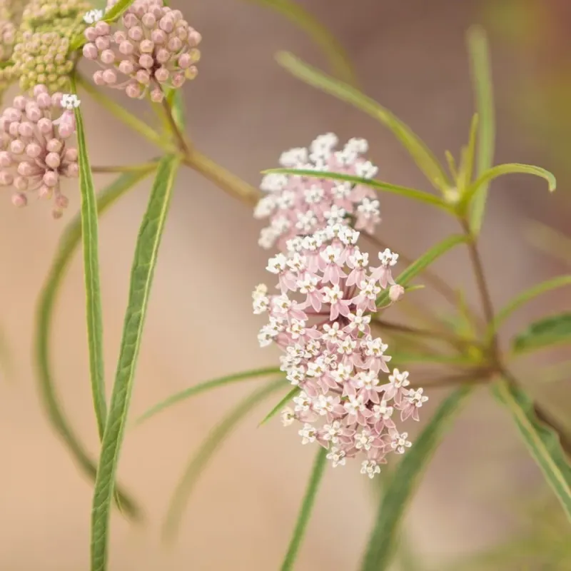 Narrowleaf Milkweed