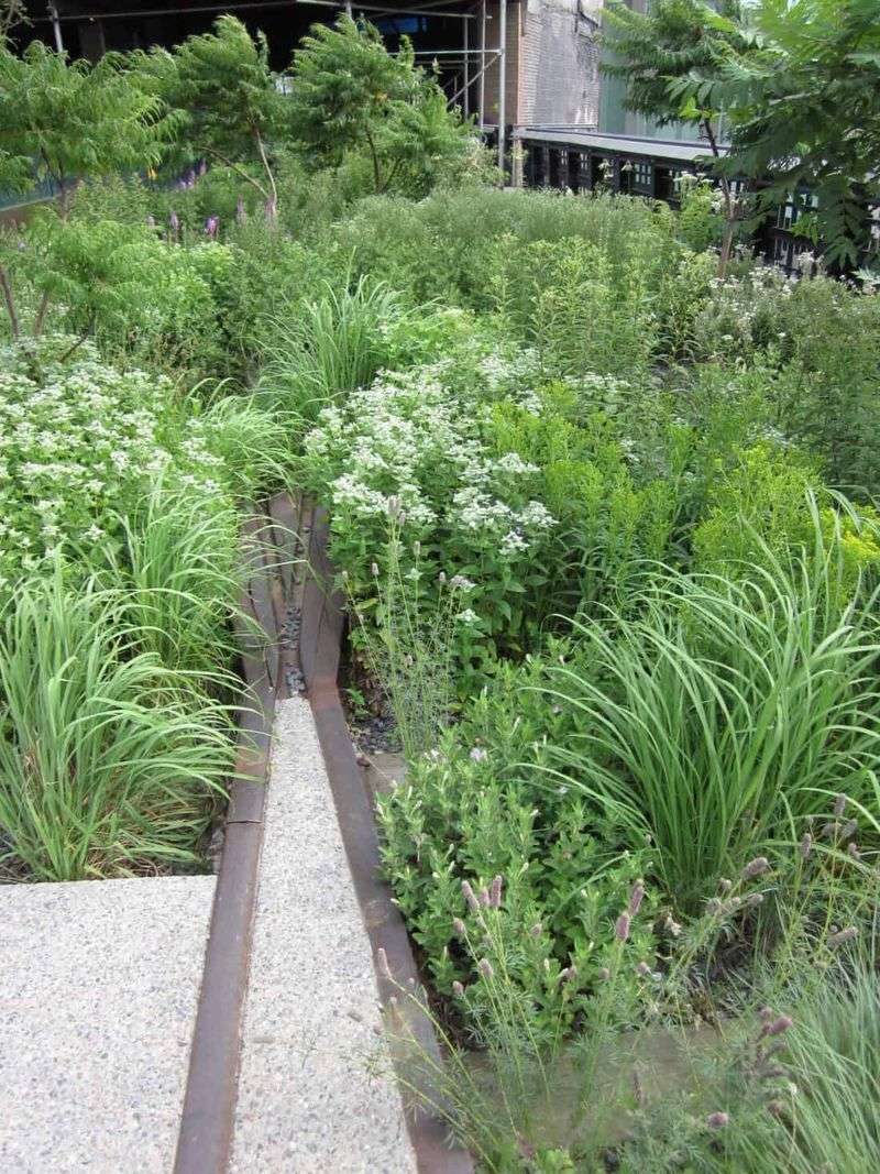 Narrowleaf Mountain Mint