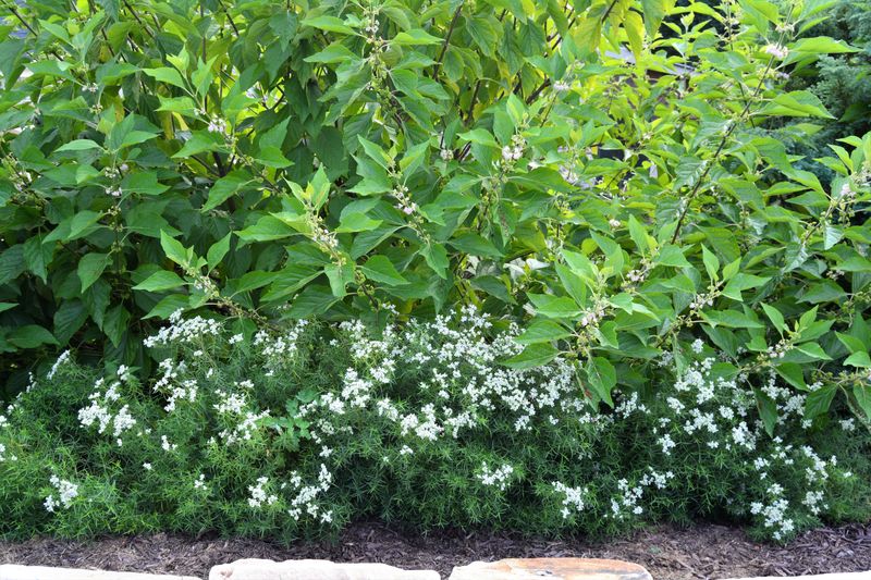 Narrowleaf Mountain Mint Narrowleaf Mountain Mint