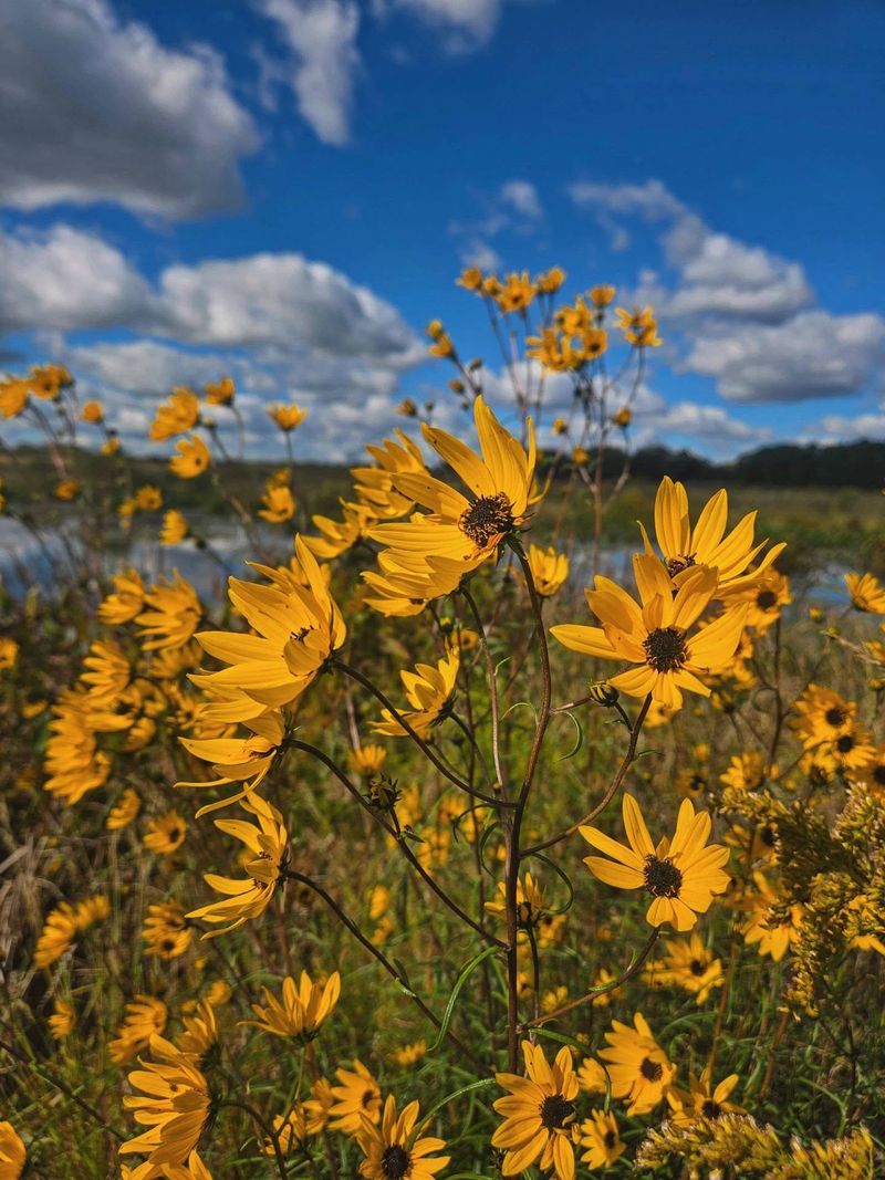 Narrowleaf Sunflower