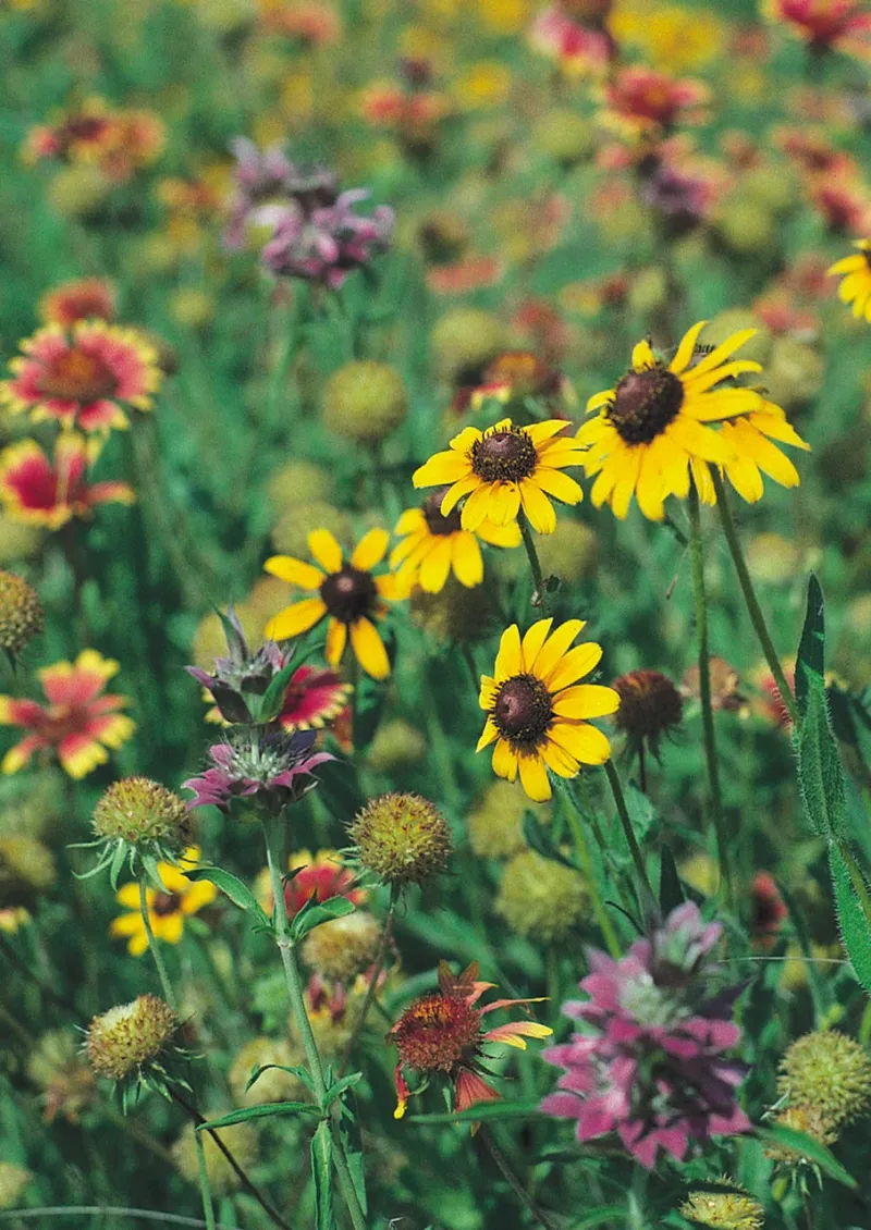 Native American Seed Events, Junction