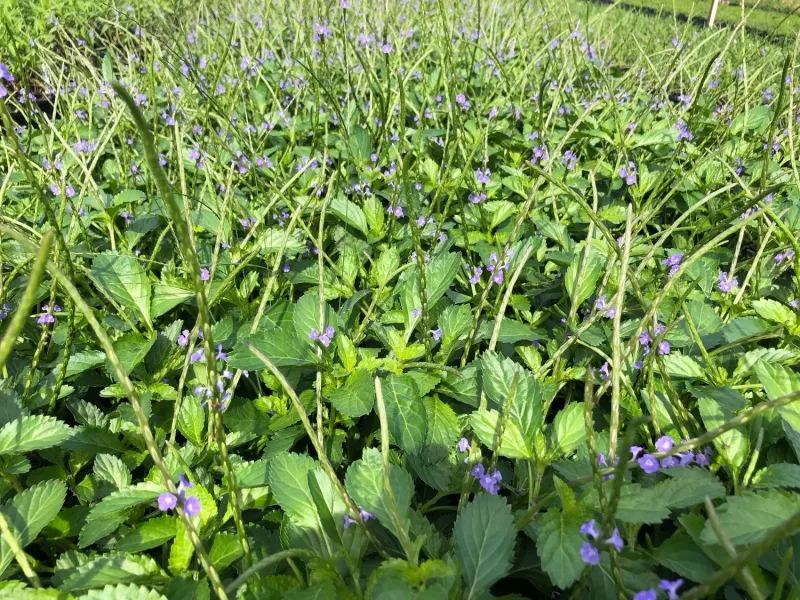 Native Blue Porterweed