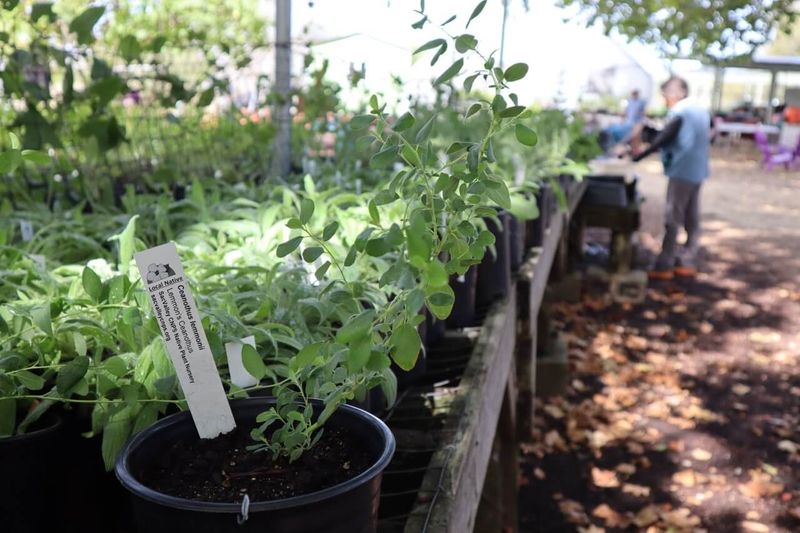 Native Here Nursery, Berkeley