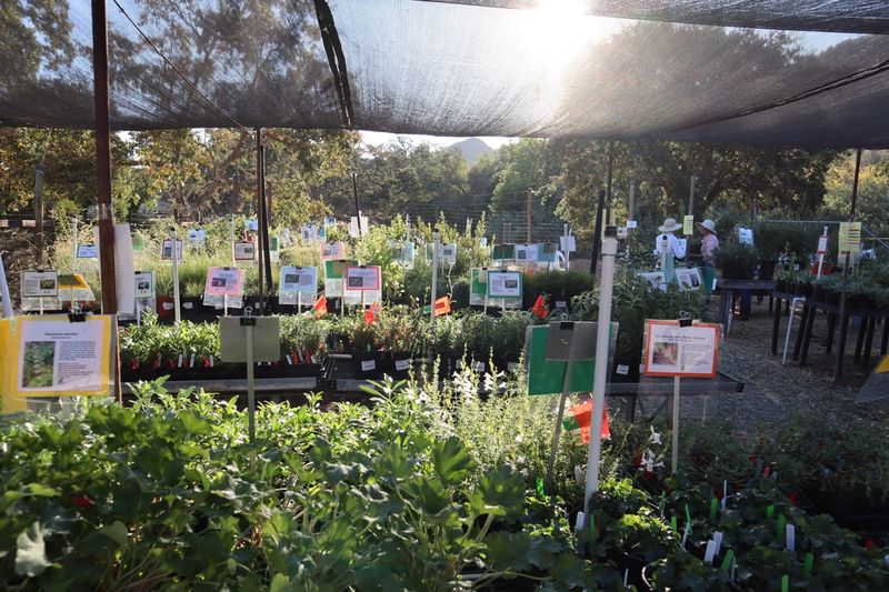 Native Here Nursery, Berkeley