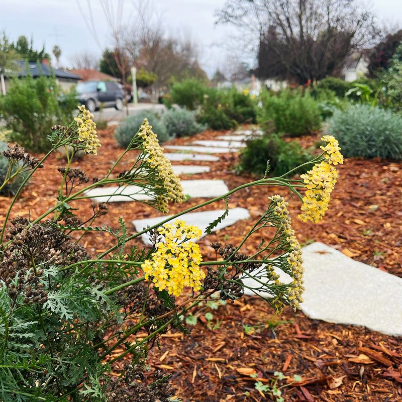 Native Low Ground Covers Like Yarrow Native Low Ground Covers Like Yarrow