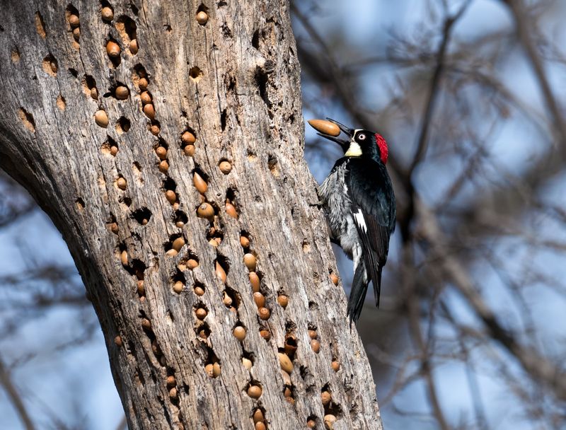 Native Trees Add Wildlife Value