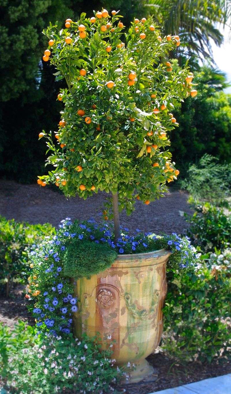 Navel and Valencia Oranges (Skip on Tiny Patios)