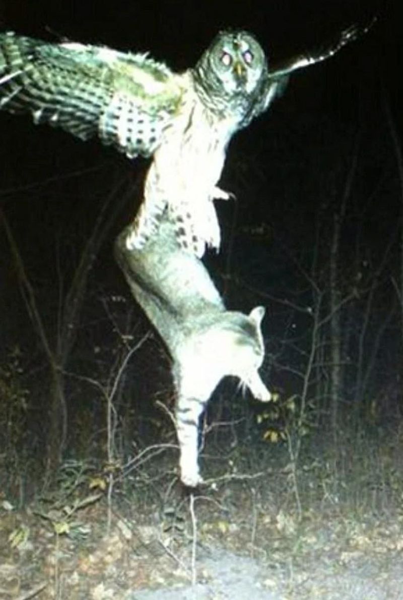 Nearby prey can make a yard useful for hunting Nearby prey can make a yard useful for hunting