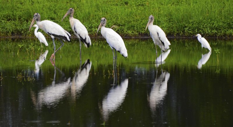 Nearby shallow water may explain the visit