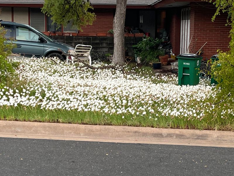 Neighborhood Plant Swaps Neighborhood Plant Swaps