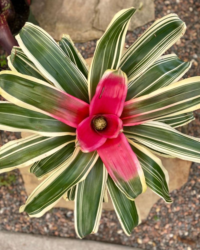 Neoregelia Bromeliad Neoregelia Bromeliad