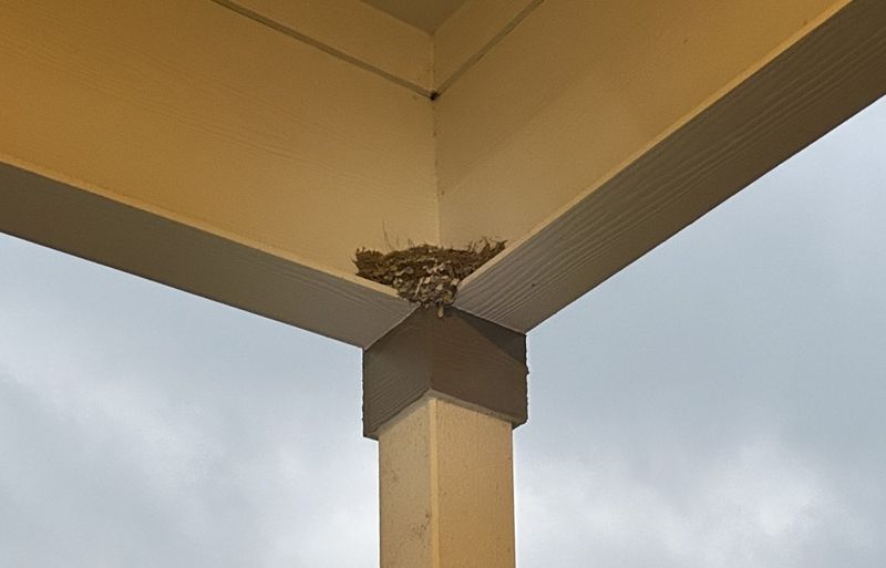 Nesting needs extend beyond the garden
