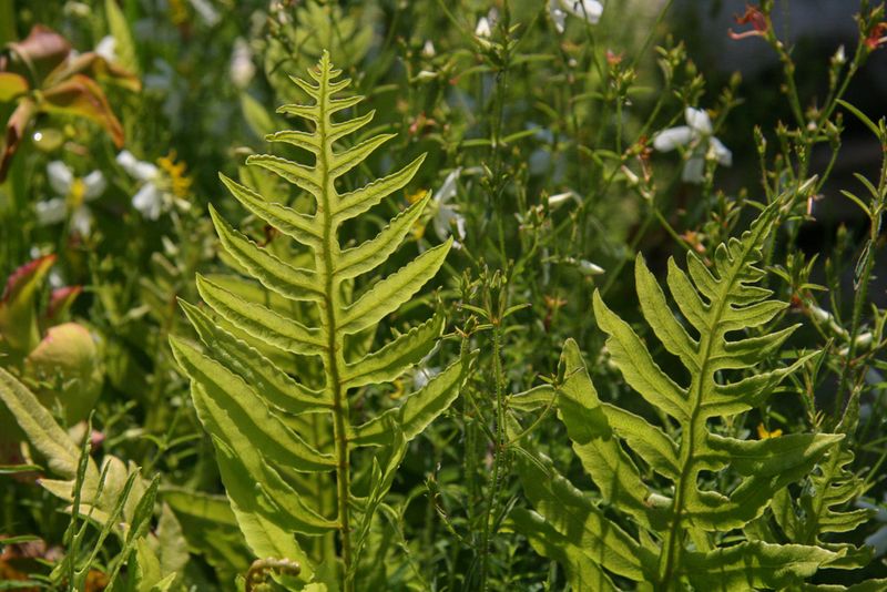Netted Chain Fern