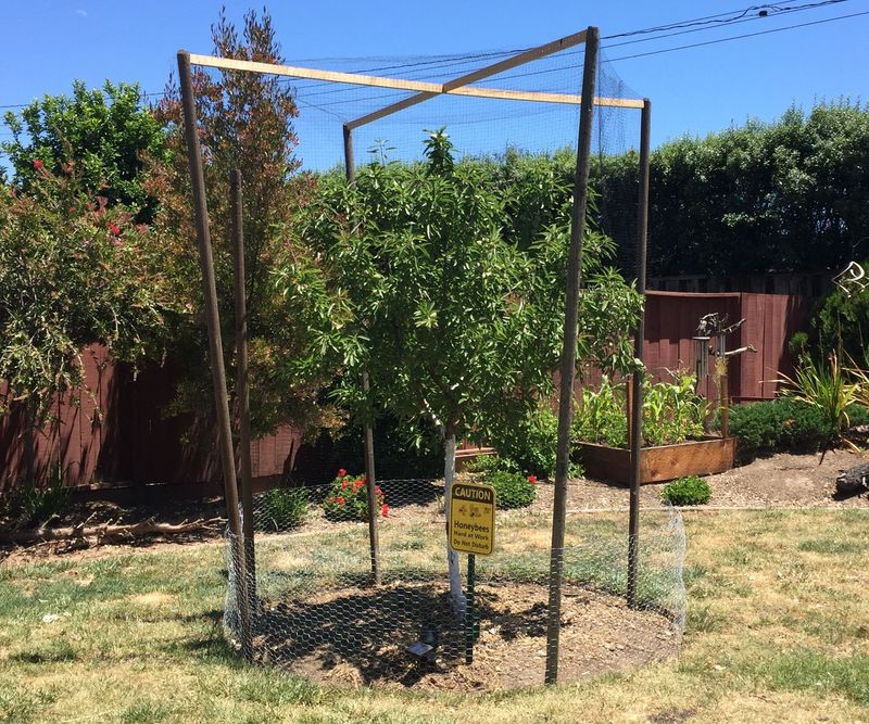 Netting can deter birds when installed safely