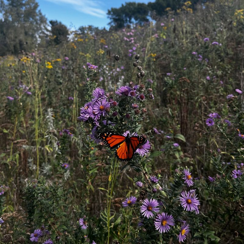 New England Aster