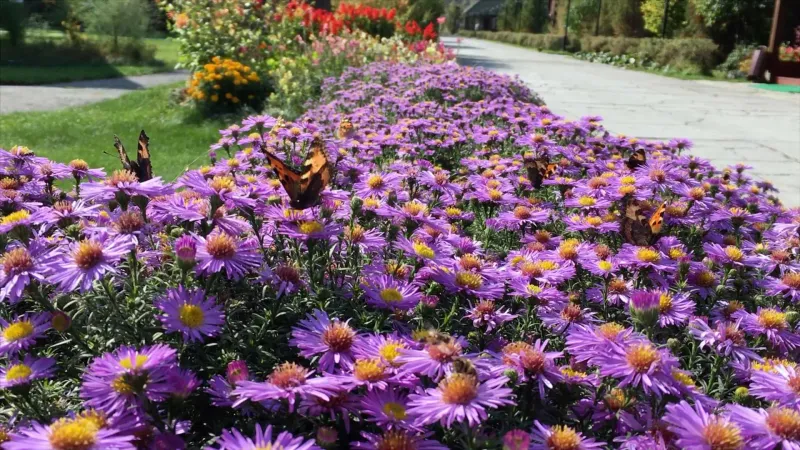 New England Aster
