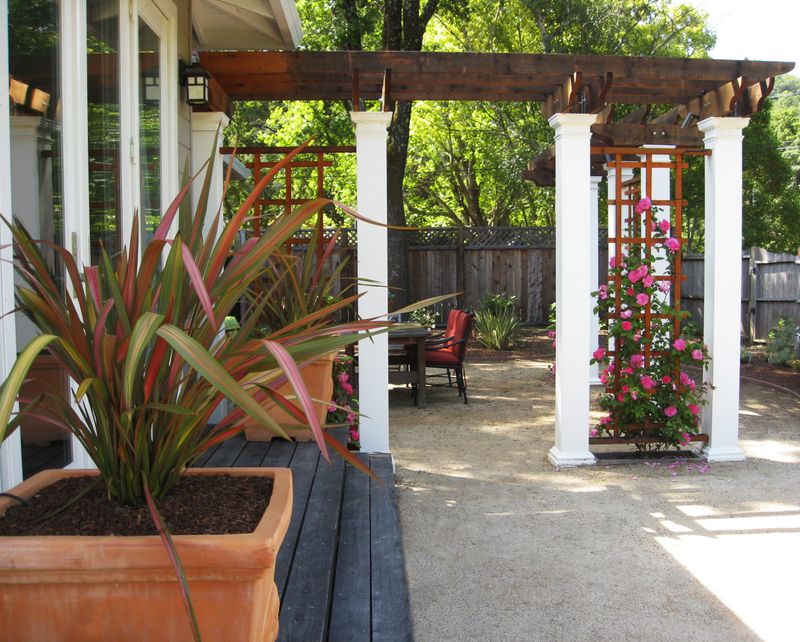 New Zealand Flax (Phormium)