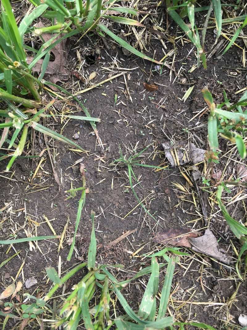 New native turf still needs attention as it fills in New native turf still needs attention as it fills in
