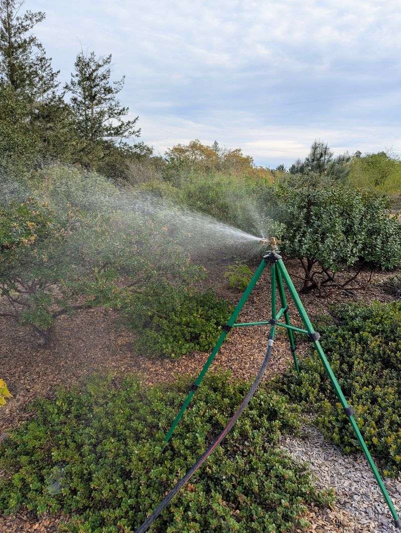New plants still need moisture checks New plants still need moisture checks