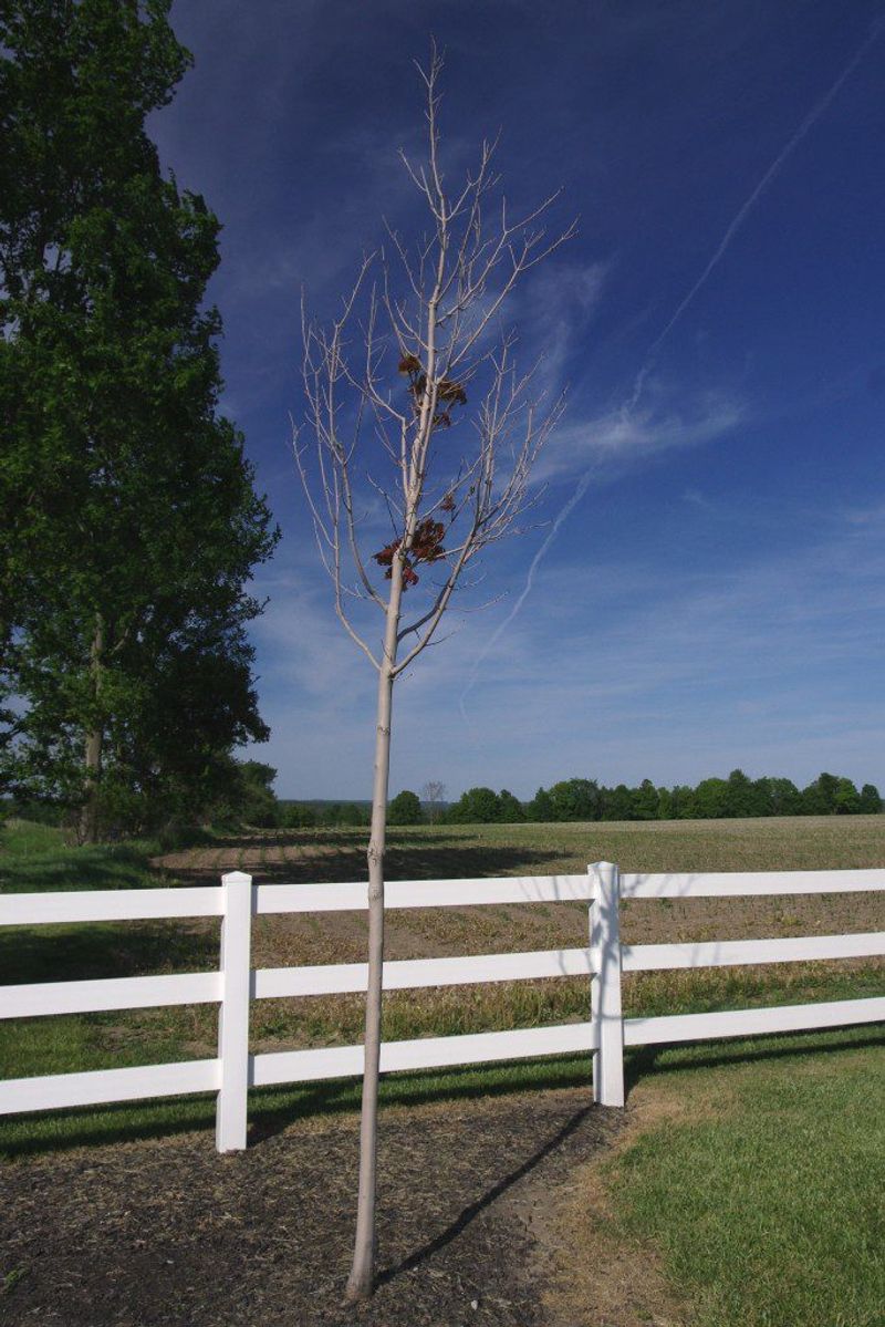 New trees need a separate plan