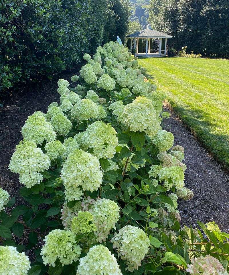 New-wood hydrangeas follow a different schedule New-wood hydrangeas follow a different schedule