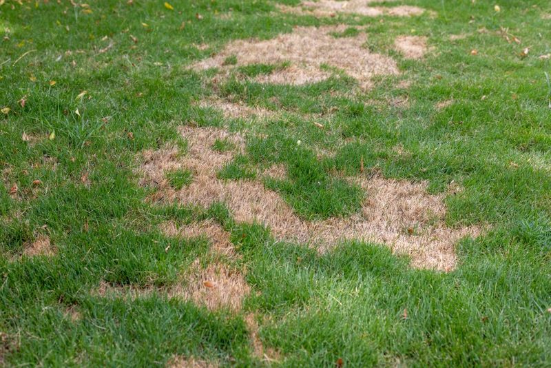 Next year's beetles develop underground, not on the stripped plant